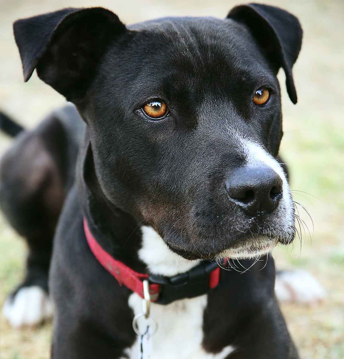 Meet the boxer Pitbull mix black: Black Edition