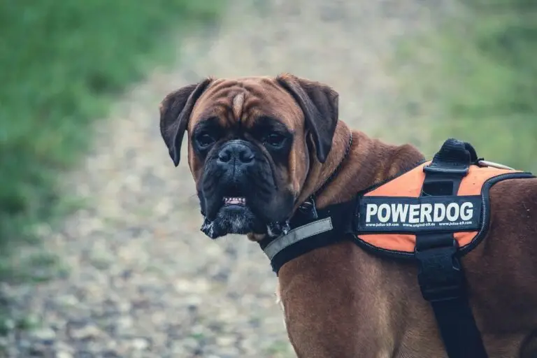 Unleashed Strength: Discovering the Astonishing Bite Force of Cane Corso