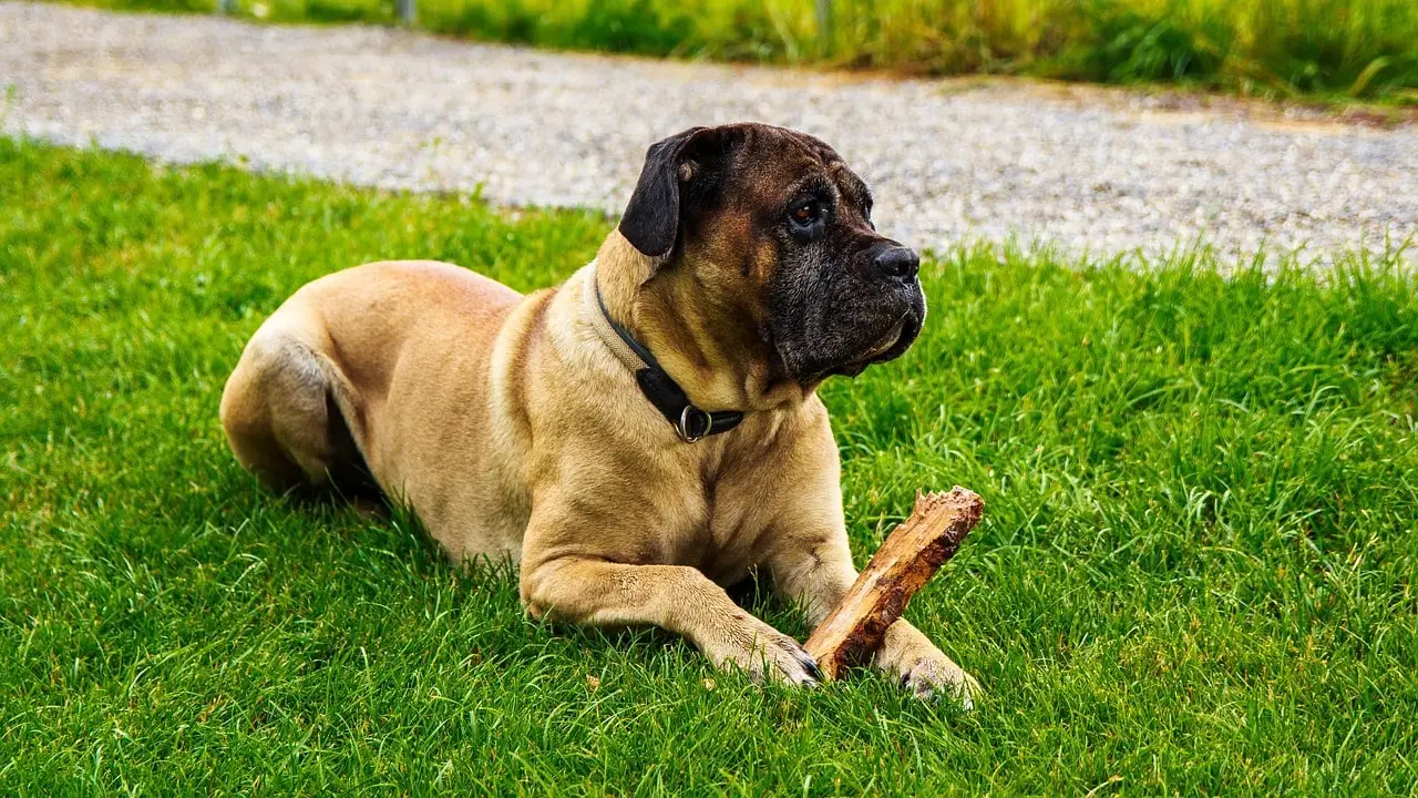 Cane Corso bite force in action in real life