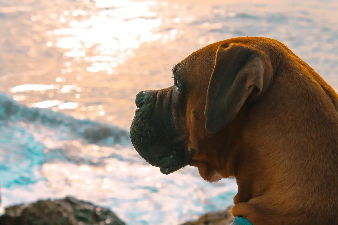 Astonishing Bite Force of Cane Corso