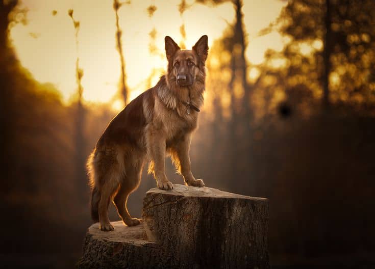 Characteristics and temperament of German Shepherds