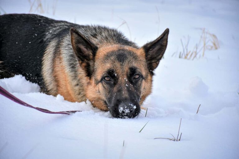 German Shepherds: A Guide to Their Intelligence and Loyalty(8 Steps)