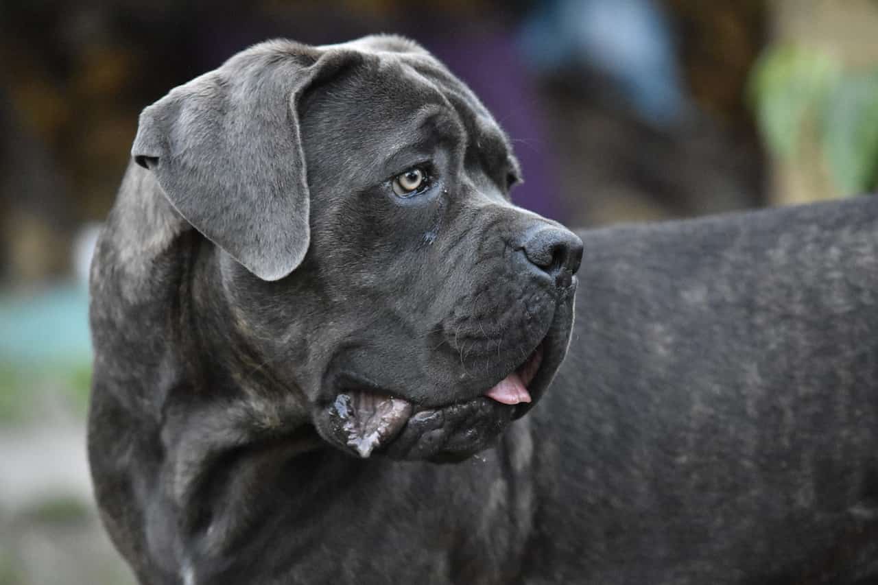 Cane Corso's jaw