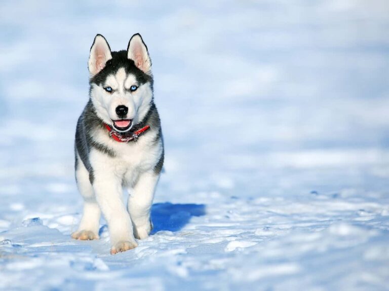 Unleashing the Power: Exploring the Mighty Bite Force of Siberian Huskies