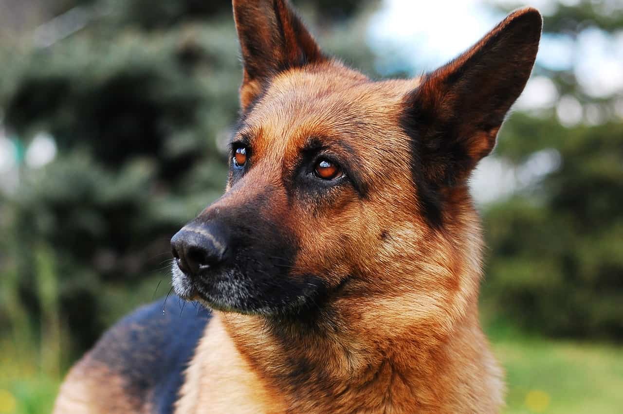 health issues in German Shepherds