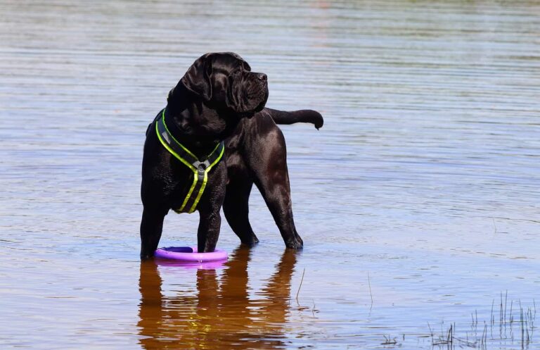 Unleashing the Power of Cane Corso Bite Training