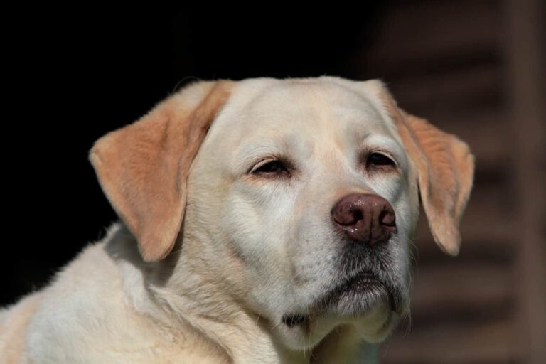 Exploring the Charismatic Personality of Labrador Retrievers