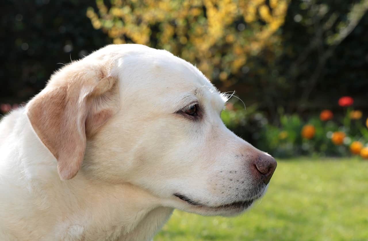 abrador Retriever breed