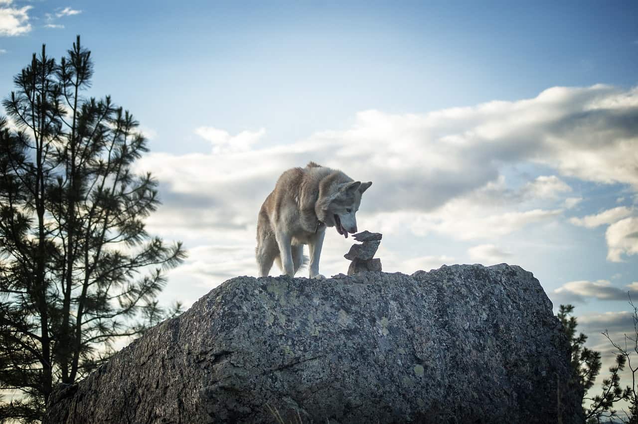 Siberian Huskies' daily lives