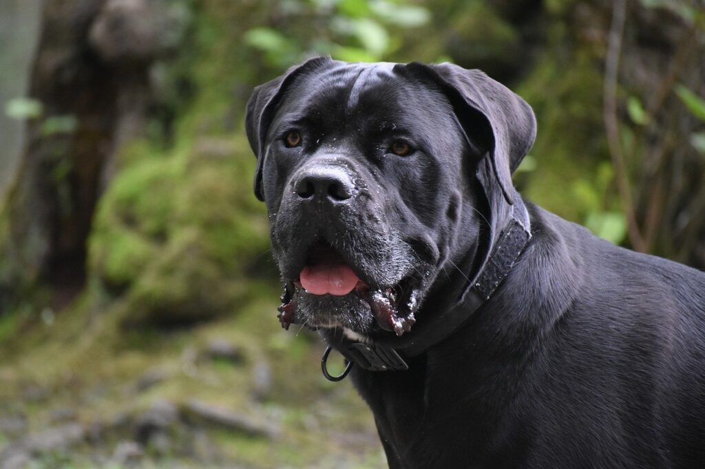 cane corso