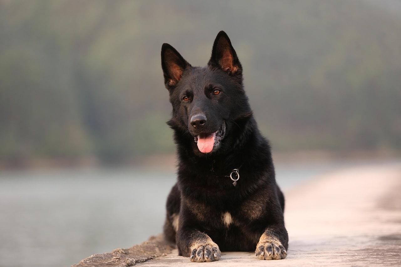 Personality traits of German Shepherds