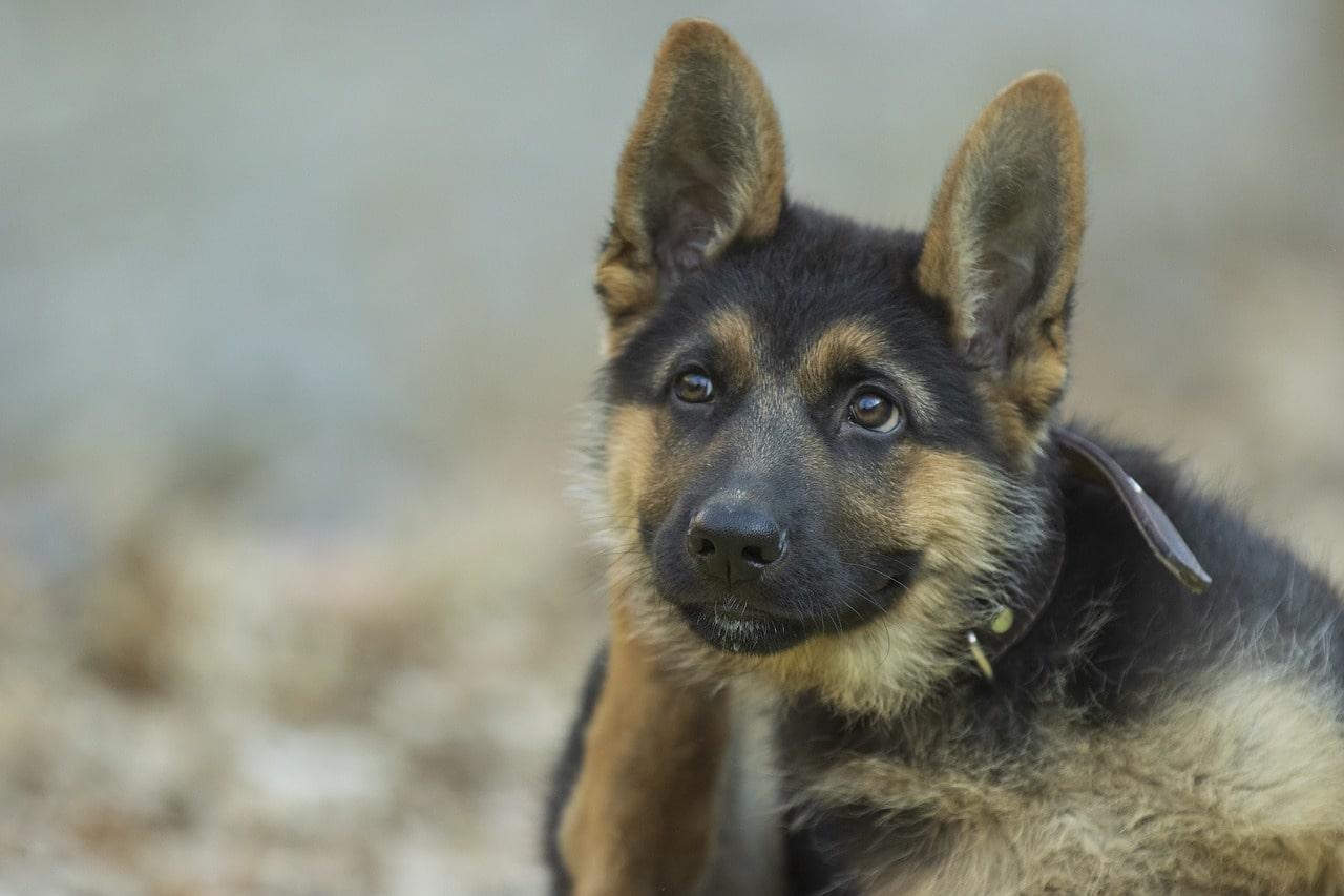 Common health issues in German Shepherds