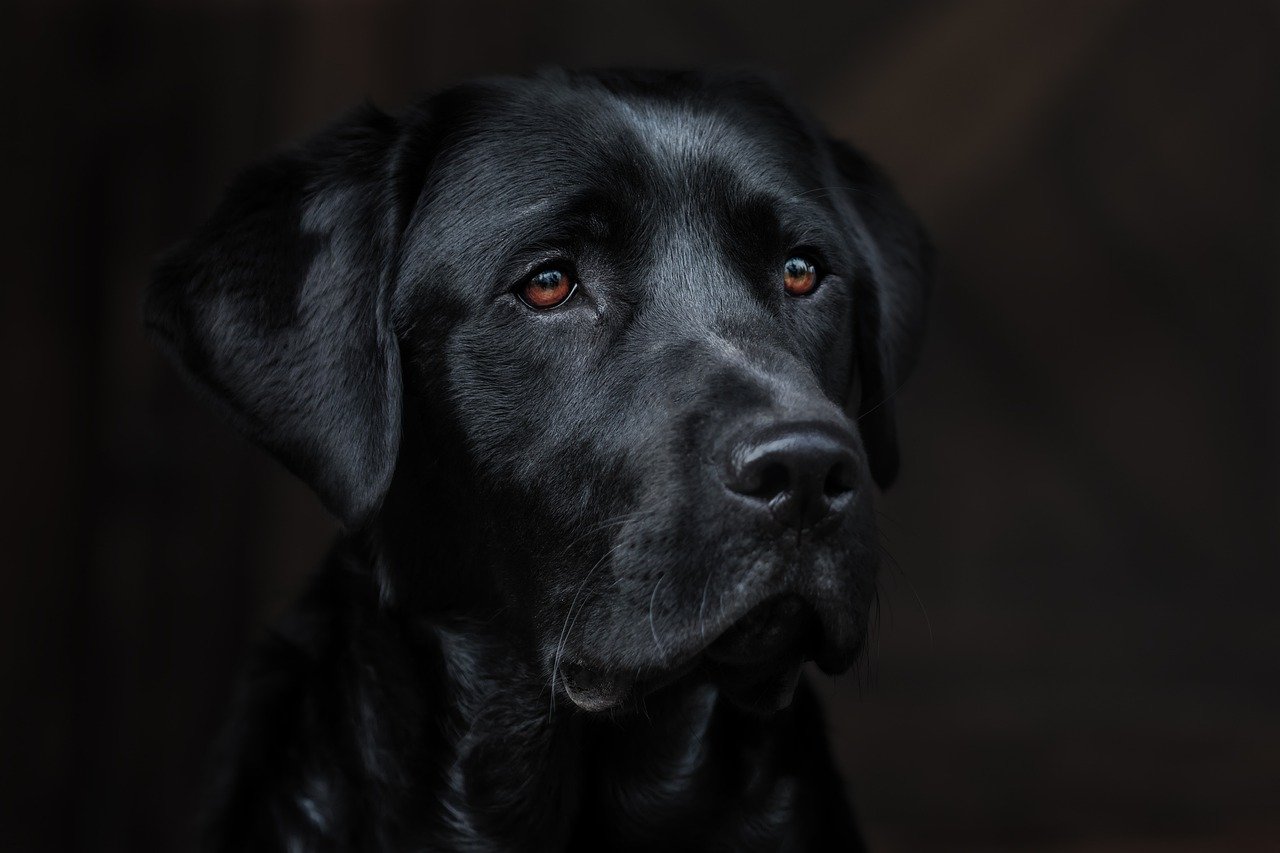 Training and exercise requirements for Labrador Retrievers