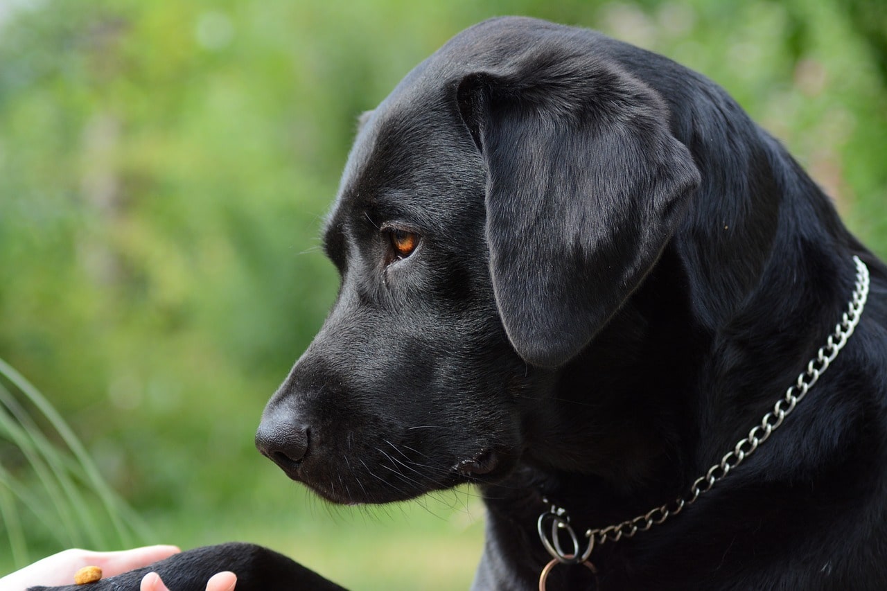 History of Laboratory Retrievers