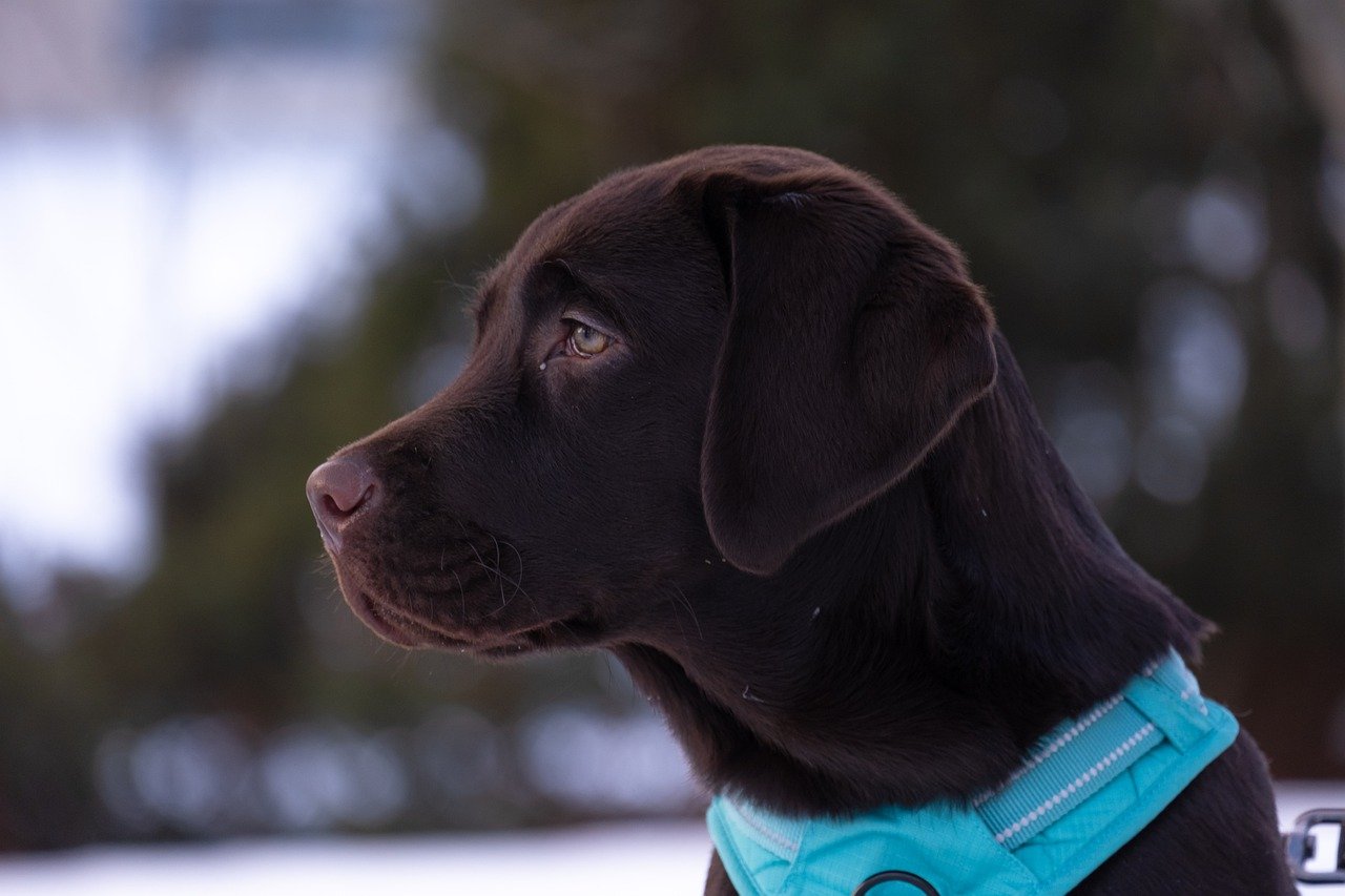 Temperament and personality traits of Labrador Retrievers