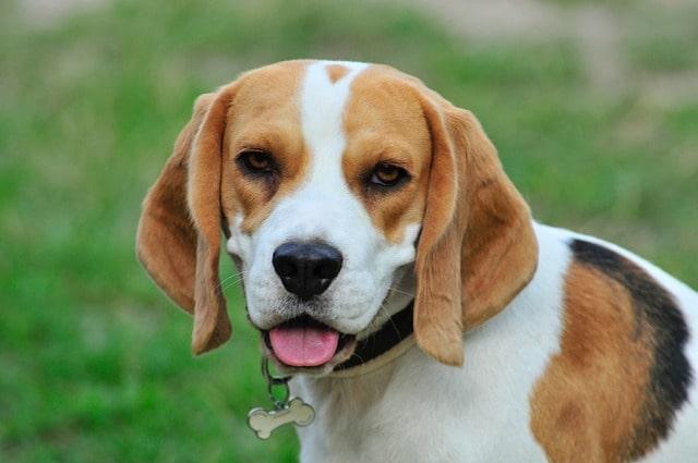 History  of the Beagle breed