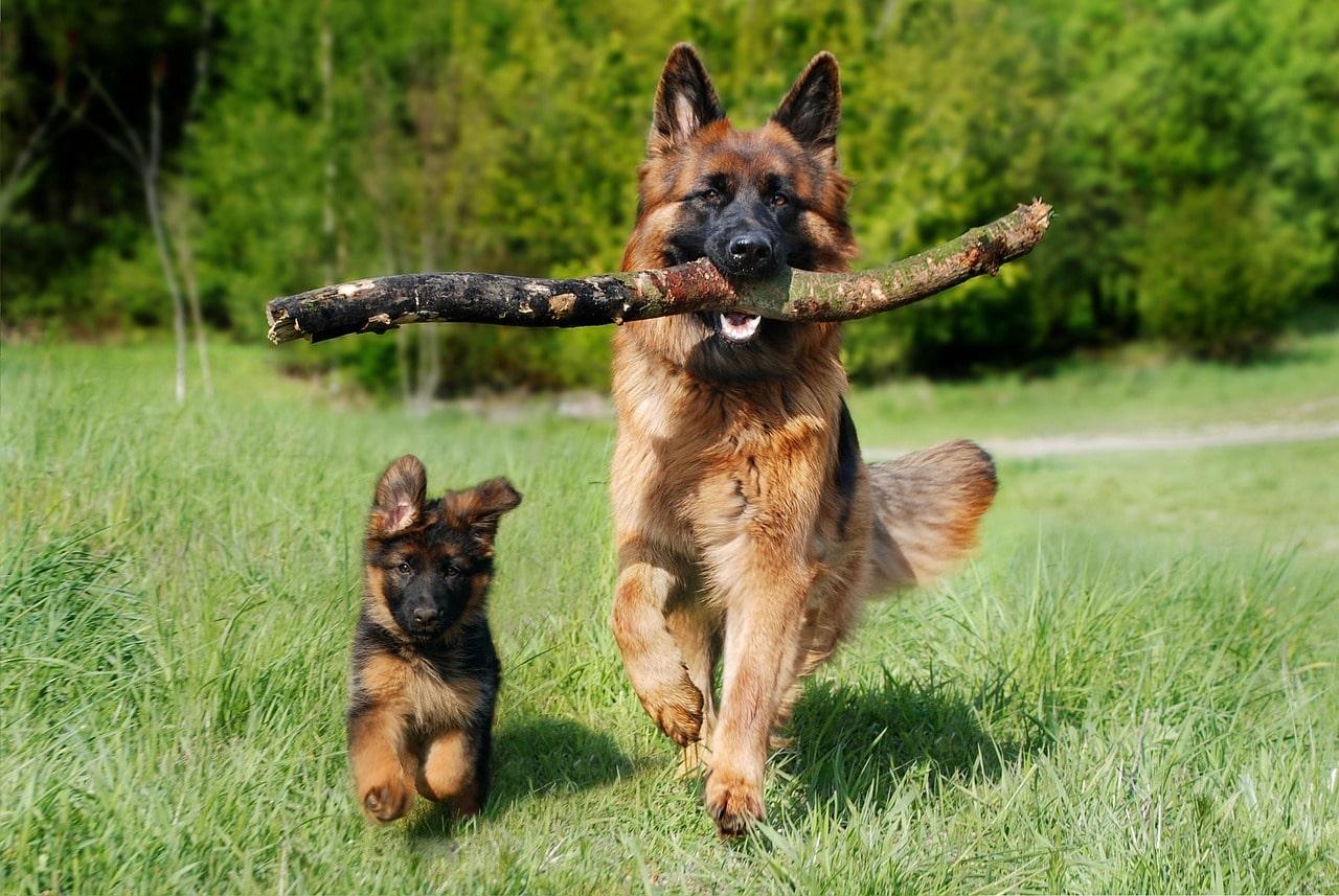 History of German Shepherds