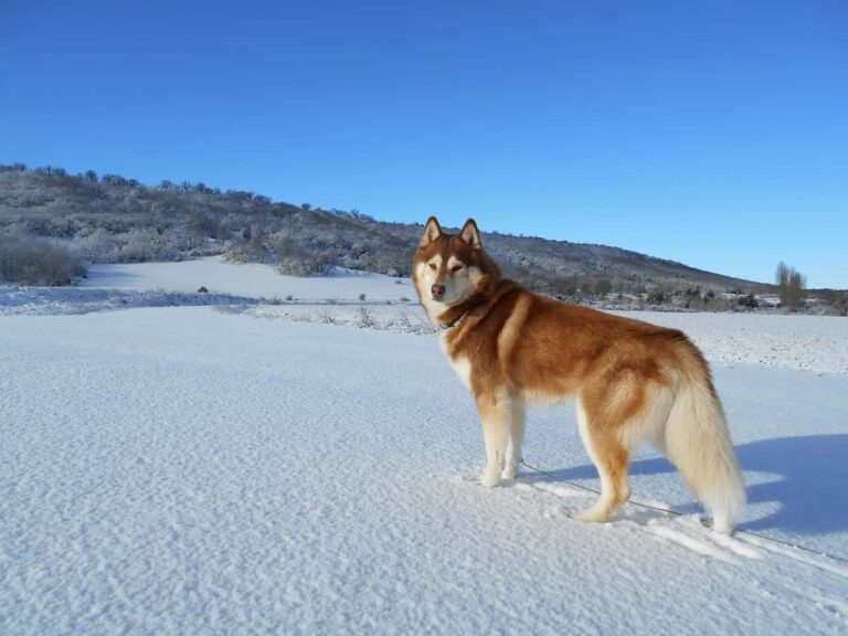 “Unleashing the Bite Force of Siberian Huskies”