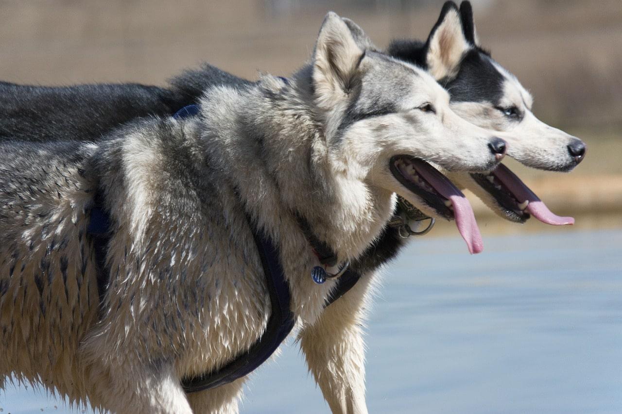 History of Siberian Huskies