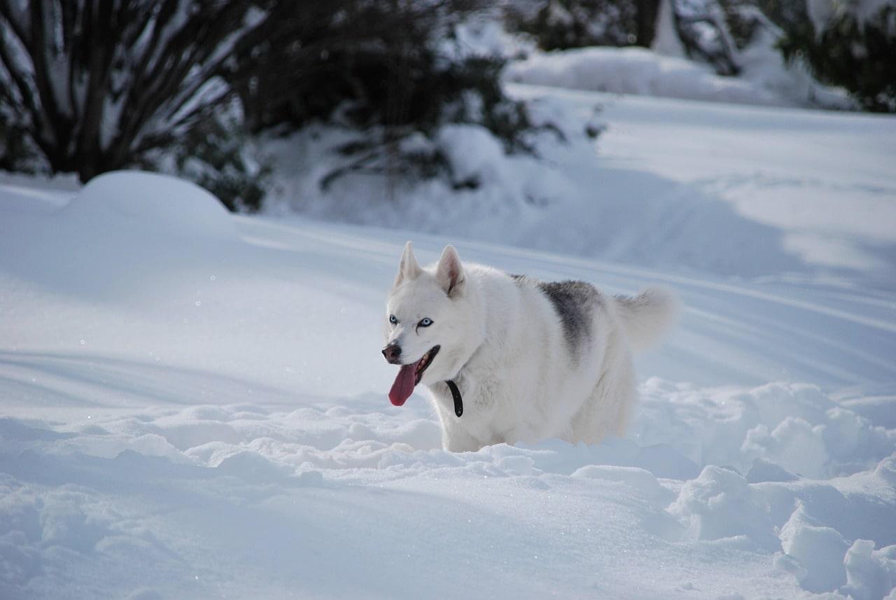 Siberian Huskies