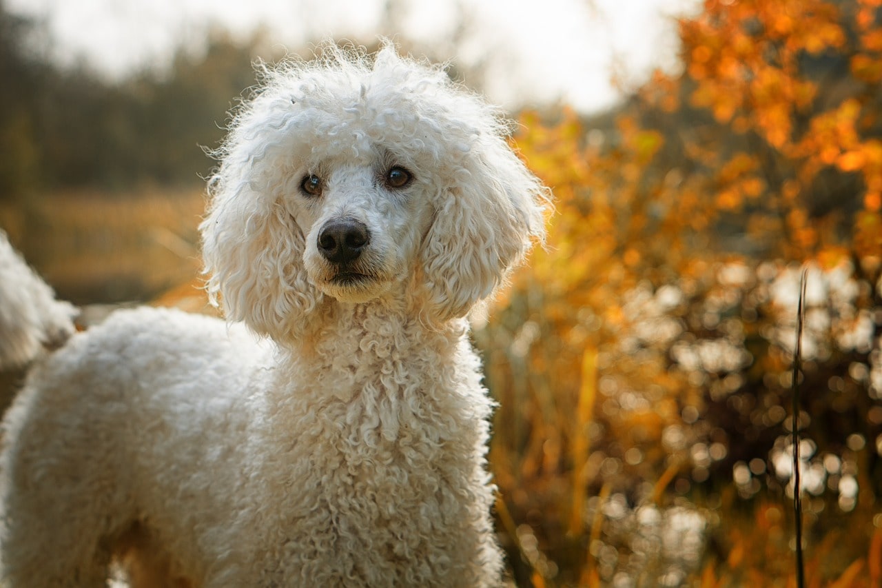   Poodle health and common health issues