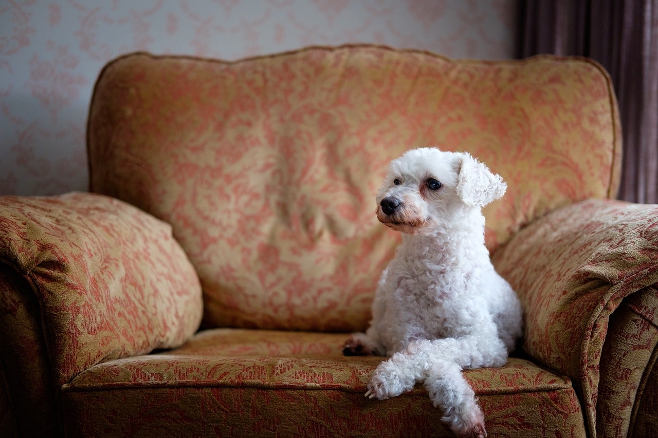 Poodle breed history and origins