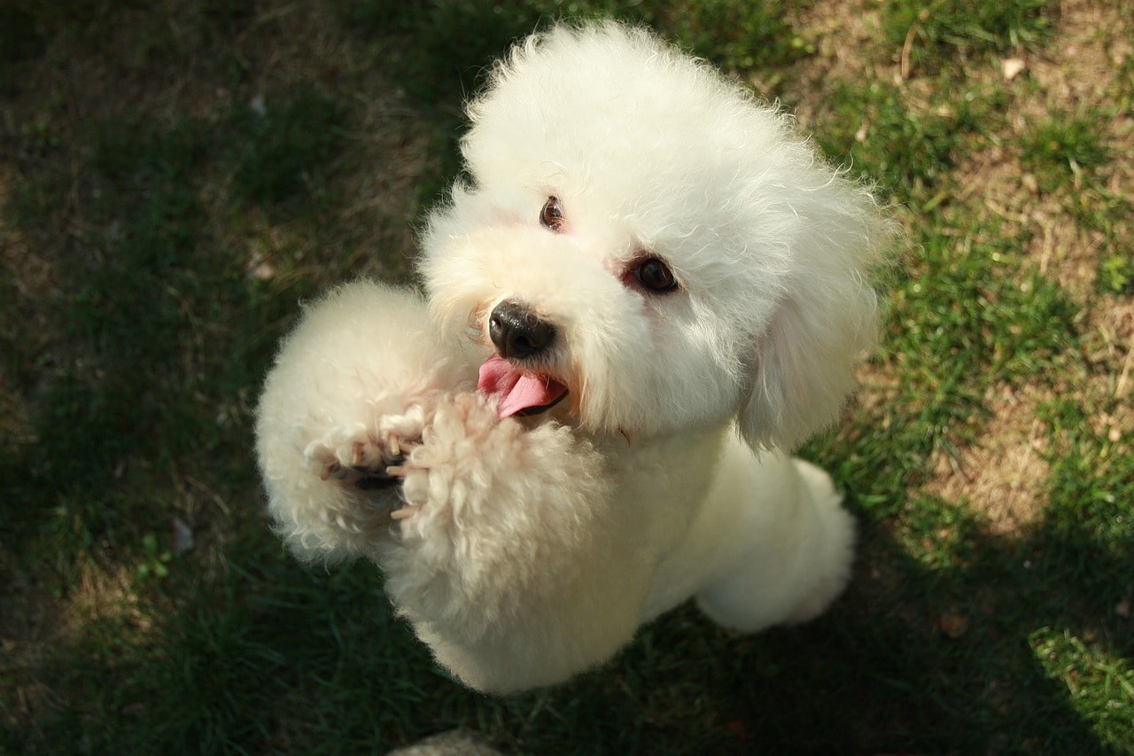 Physical characteristics and grooming needs of puppies