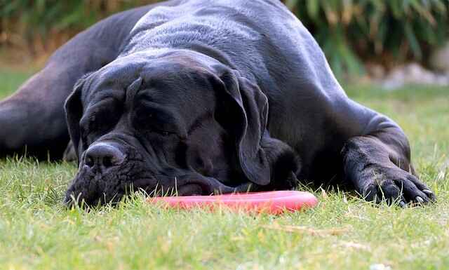 The Majestic Cane Corso: Unveiling the Secrets of this Noble Italian Breed