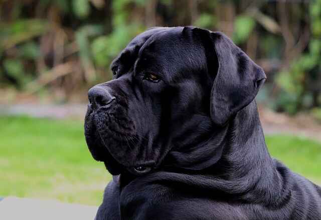 History of the Cane Corso Breed