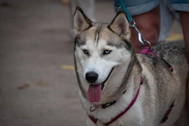 Siberian Husky Bite Force